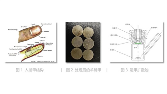 “灰指甲”外用藥物研發(fā)技術(shù)——體外透甲